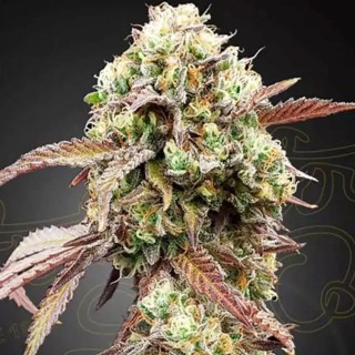 Comprar sementes Auto West Coast Og x Gelato 41 baratas da Greenhouse