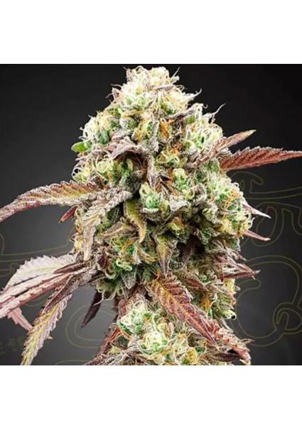 AUTO WEST COAST OG X GELATO 41