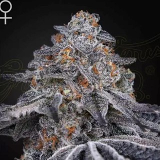 Comprar Velvet Moon barata da Green House | Sementes feminizadas