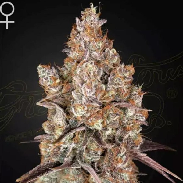 Comprar Holy Snow barata de GreenHouse Seeds | Semillas feminizadas