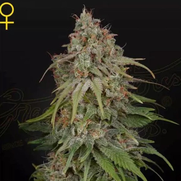 Comprar GH Amnesia barata da GreenHouse Seeds | Sementes feminizadas