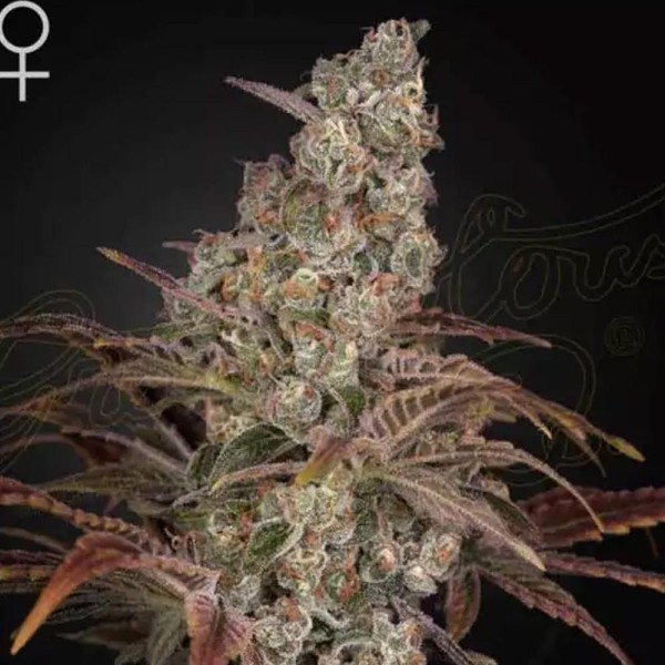 Comprar Jack's Dream da GreenHouse Seeds | Sementes feminizadas