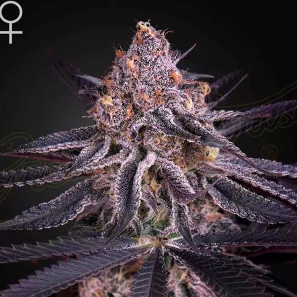 Comprar King's Juice barata de Green House | Semillas feminizadas