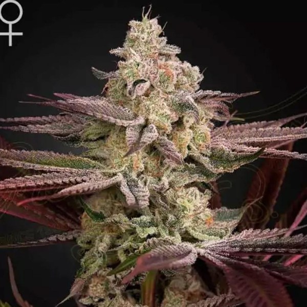 Comprar Chemical Bride da GreenHouse Seeds | Sementes feminizadas