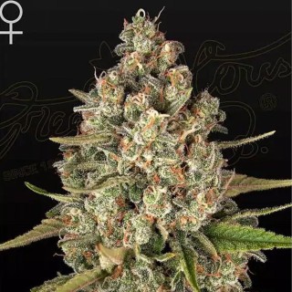 Lost Pearl de Greenhouse Seeds | Semillas Feminizadas