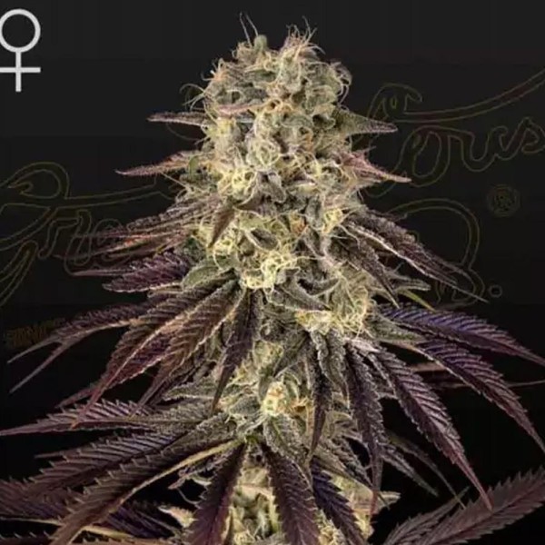 Kong's Krush da Greenhouse Seeds | Sementes Feminizadas