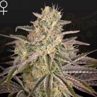 Cloudwalker de Greenhouse Seeds | Semillas Feminizadas
