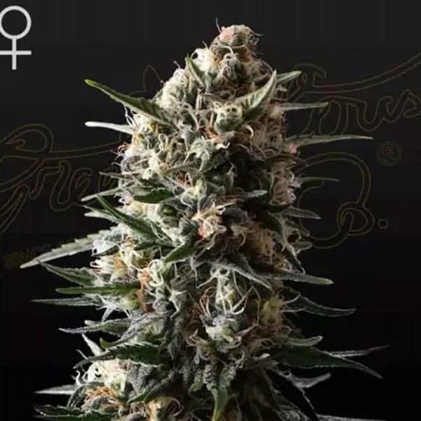 Bubba Slush de Greenhouse Seeds | Semillas Feminizadas