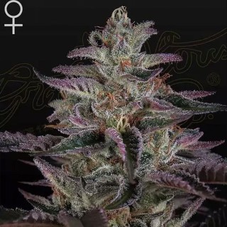 Banana Krumble Feminizada | Semillas Greenhouse Seeds