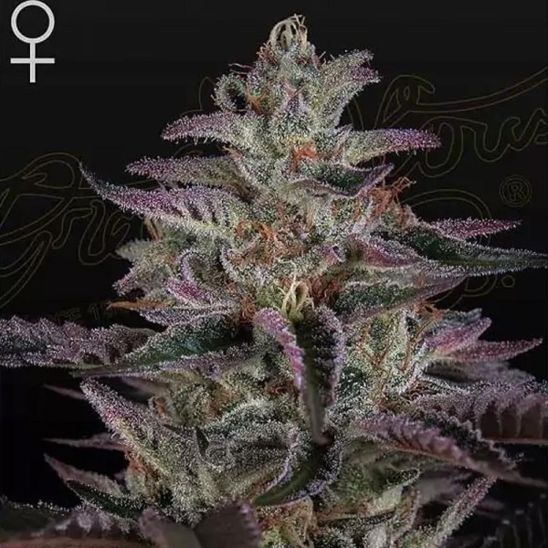 Banana Krumble Feminizada | Semillas Greenhouse Seeds