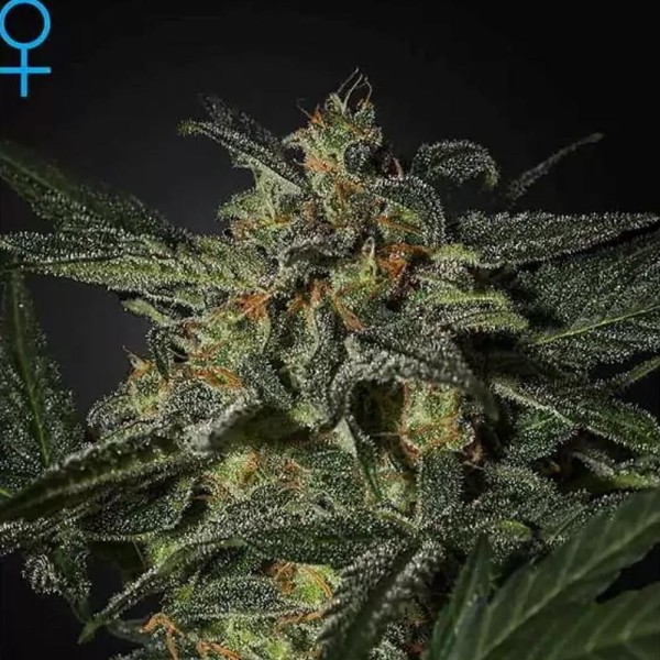 White Widow Auto | Sementes de canábis Autoflorescentes