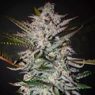 Comprar Holy Punch | Semillas Holy Punch baratas de Greenhouse