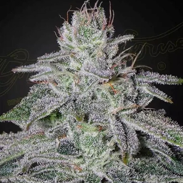 Franco's Lemon Cheese | Sementes de canábis feminizadas