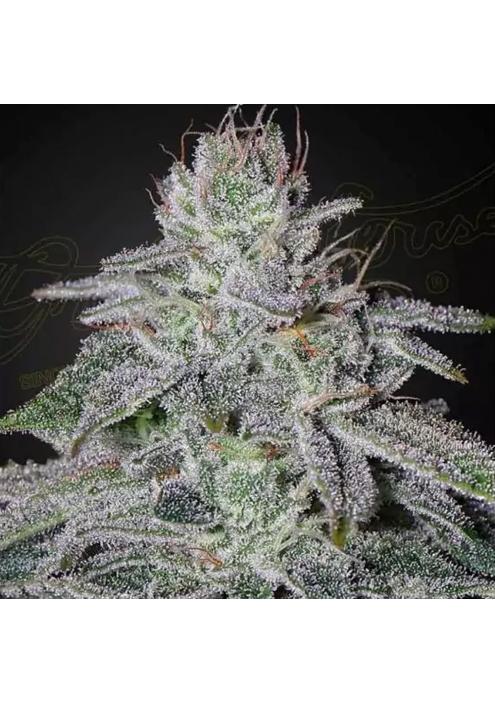 FRANCO'S LEMON CHEESE