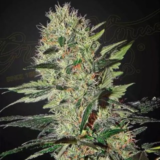 Exodus Cheese Auto | Autoflowering Marijuana Seeds