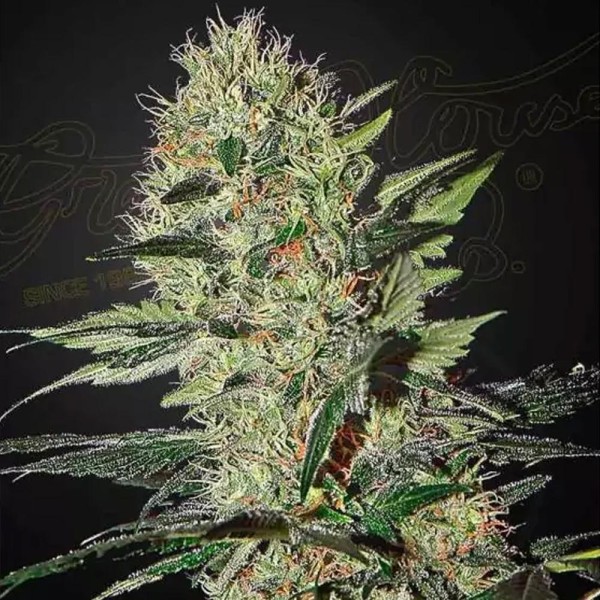 Exodus Cheese Auto | Sementes de maconha Autoflorescentes