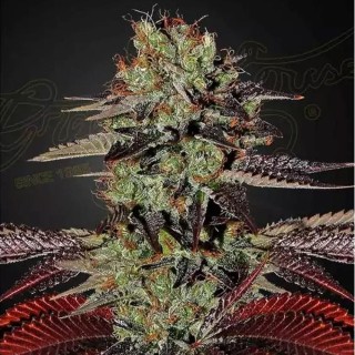 King's Kush Autoflowering  | Semillas de marihuana Autoflorecientes
