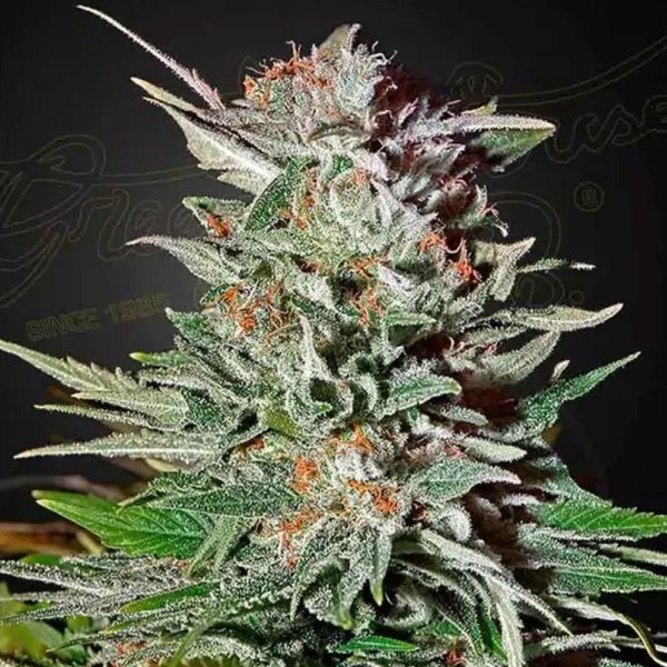 Super Lemon Haze Autoflowering  | Semillas de marihuana autoflorecientes
