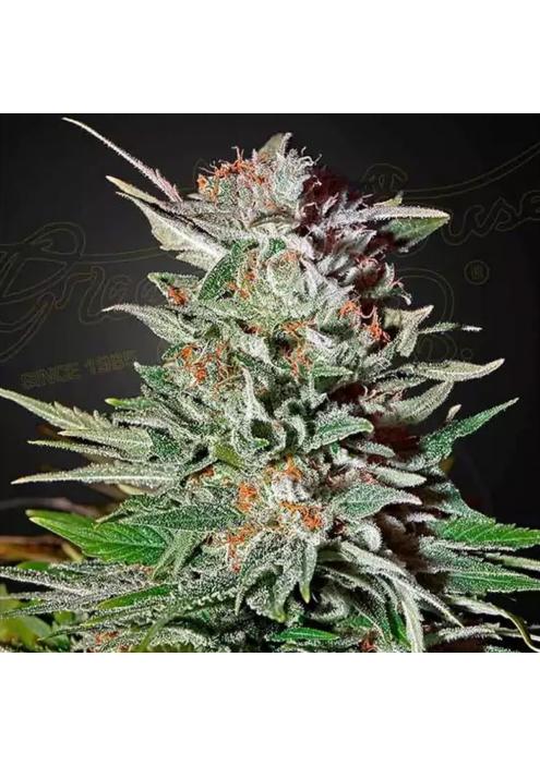 SUPER LEMON HAZE AUTO