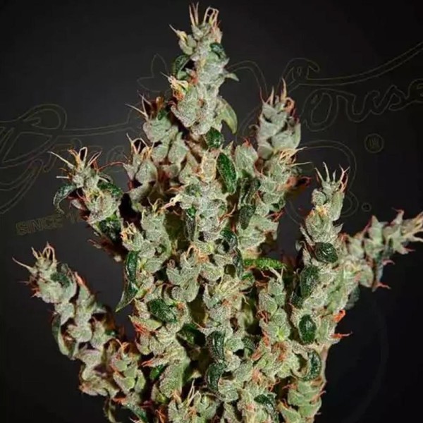 Comprar NL5 x Haze Mist de Greenhouse | NL5 x Haze Mist barata