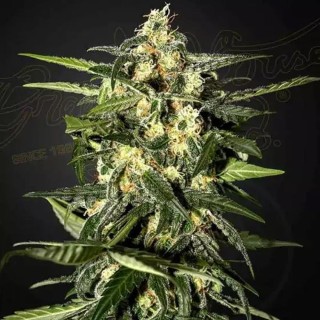 Jack Herer Auto Barata| Sementes de marijuana Autoflorescentes