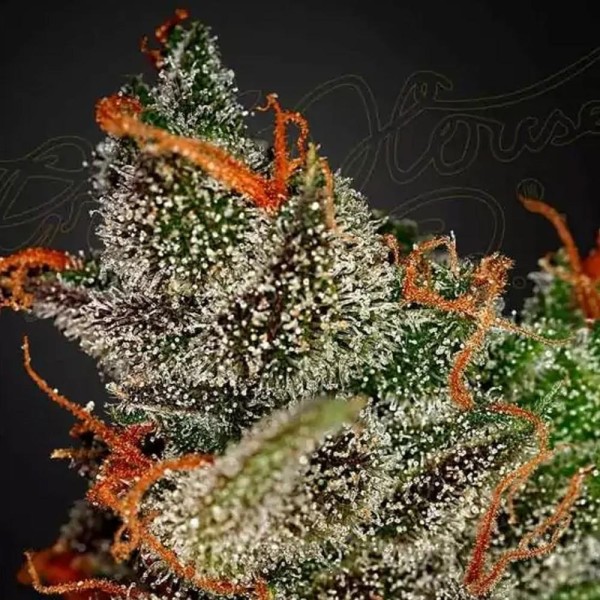 King's Kush | Sementes de maconha Feminizadas