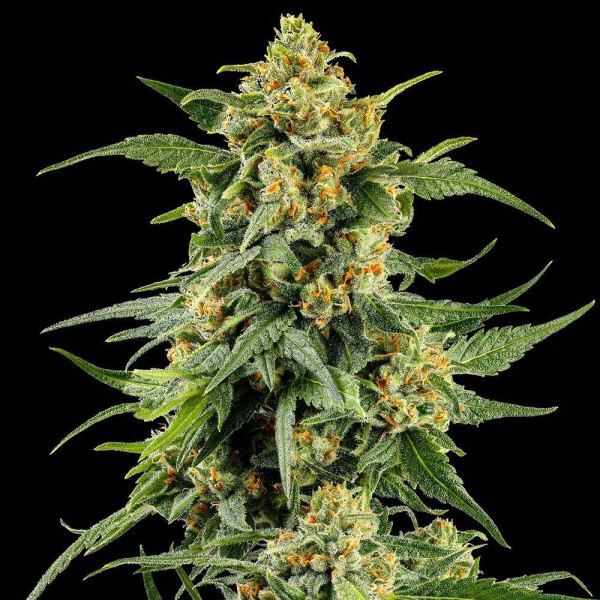 Skunk N1