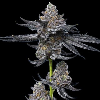 LFG   Barney's x Dr. Greenthumb