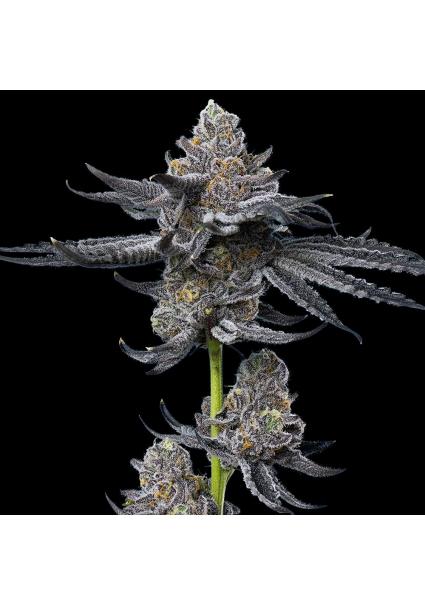 LFG BARNEY'S x DR. GREENTHUMB