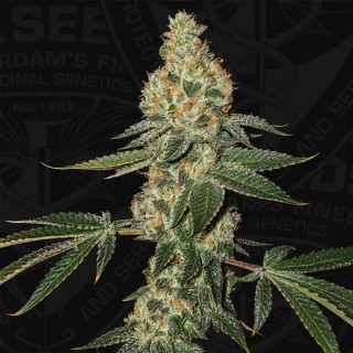 Green Candy Apple 2 u - 710 Limited Pack T.H. Seeds