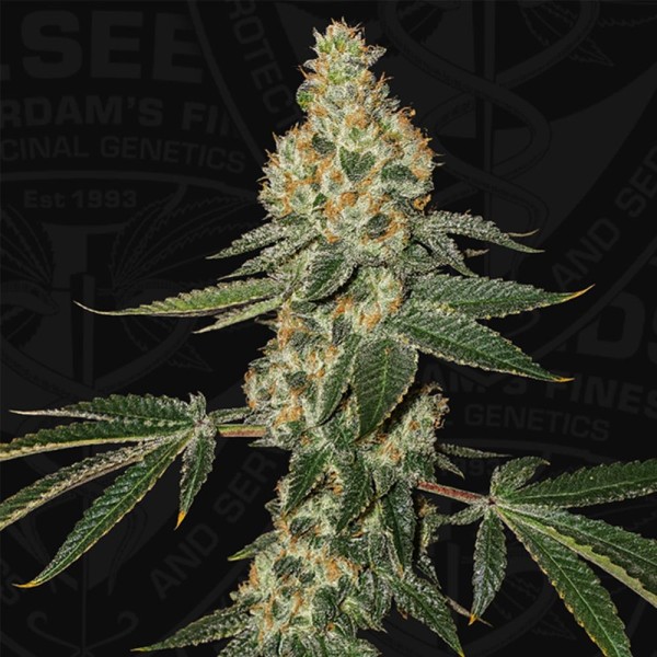 Green Candy Apple 2 u - 710 Limited Pack T.H. Seeds