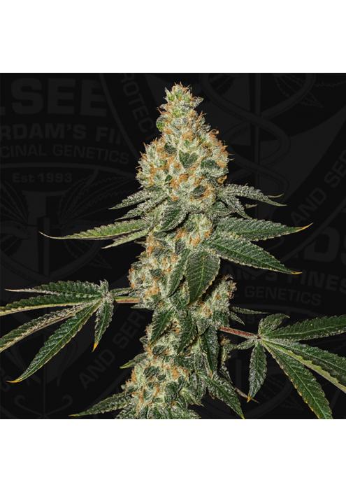 Green Candy Apple 2 u - 710 Limited Pack T.H. Seeds
