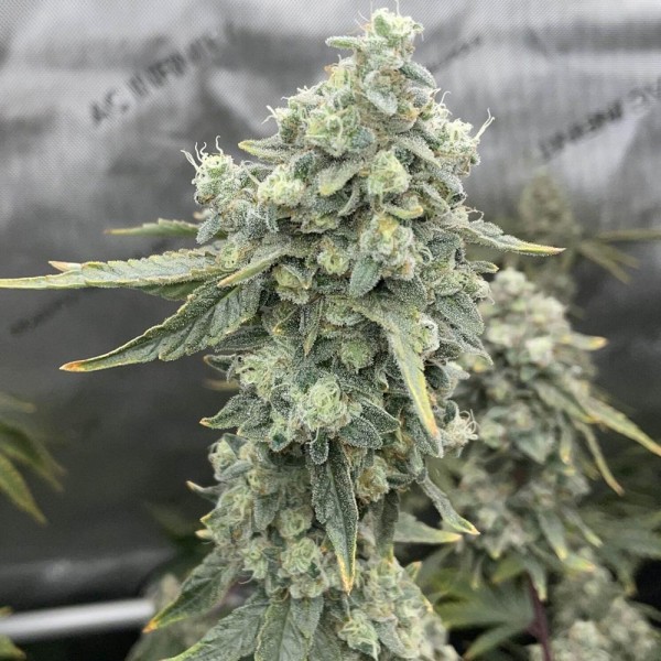 Boof Boss   Elev8 Seeds