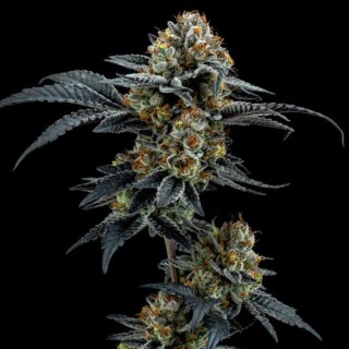 Gorilla Cookies  Elev8 Seeds