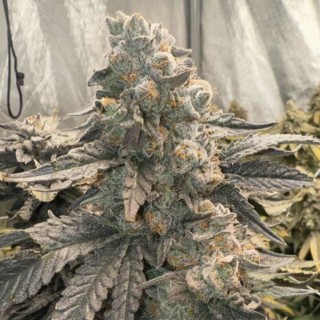 Johnny 4 Scoops  Elev8 Seeds