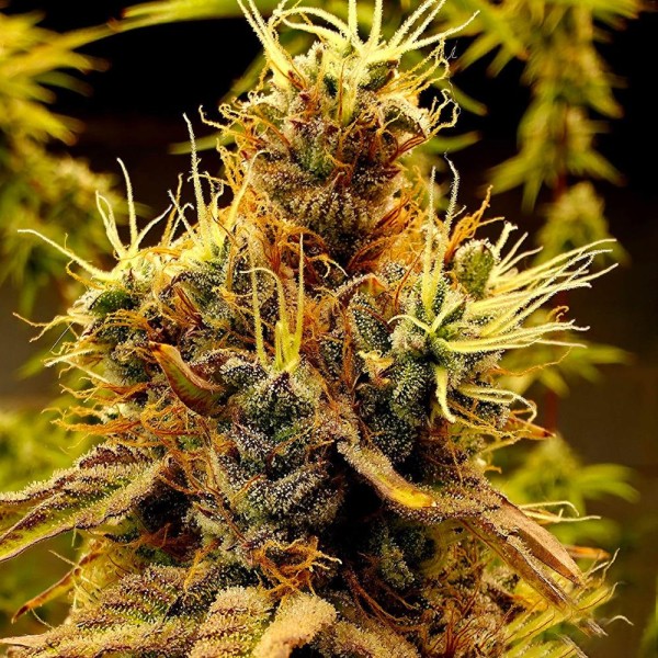 Scat Queen  Elev8 Seeds