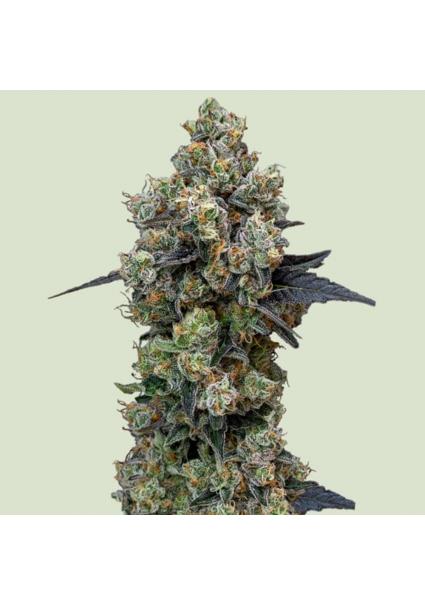 Orbital Banana F1 -   fem....