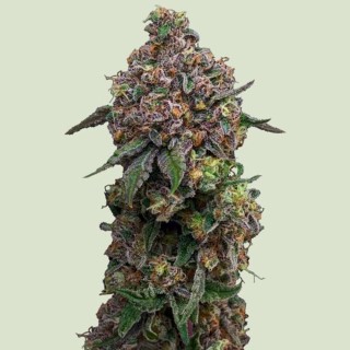 Cosmic Cheddar F1 -   Royal Queen
