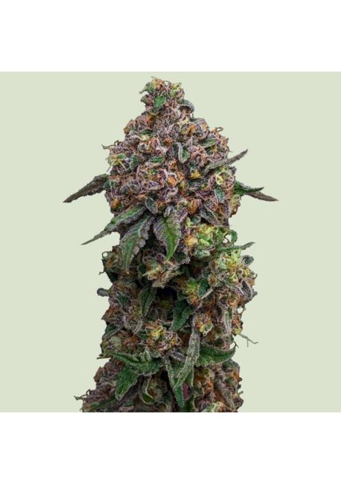 Cosmic Cheddar F1 -   fem. Royal Queen