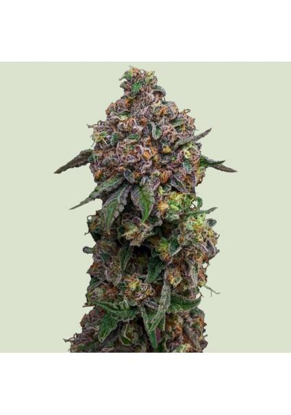 Cosmic Cheddar F1 -   fem....