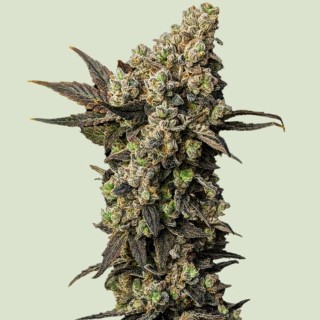 Astro Lemonade F1 -   Royal Queen