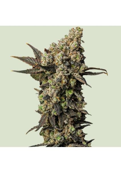 Astro Lemonade F1 -   fem....