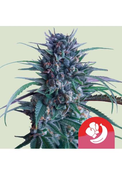 Banana Brawler   fem. Royal...