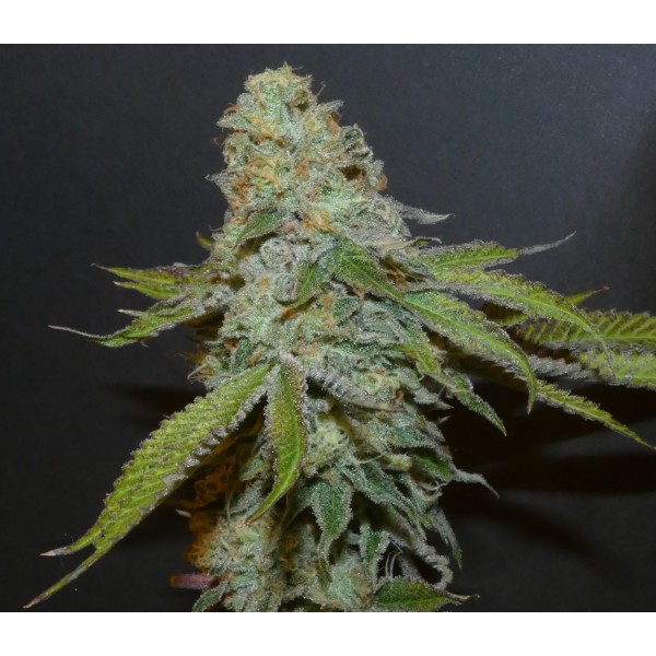 Boofalicius   Bask Triangle Farms