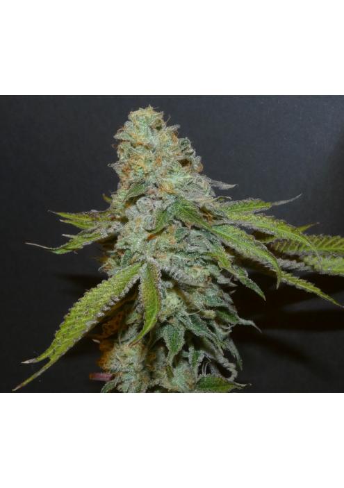 Boofalicius   Bask Triangle Farms