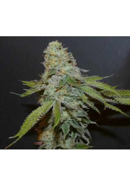 Boofalicius   Bask Triangle...