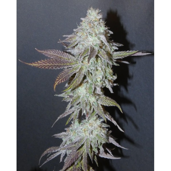 Boofalicius   Bask Triangle Farms