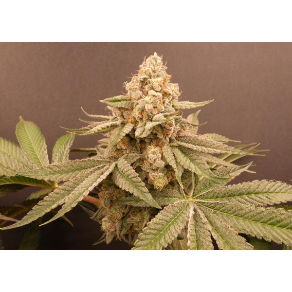 Buzz Bunny   Bask Triangle Farms