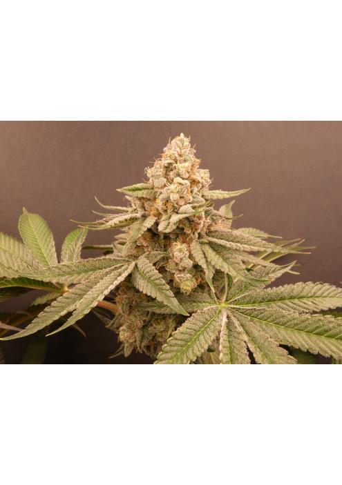 Buzz Bunny   Bask Triangle Farms