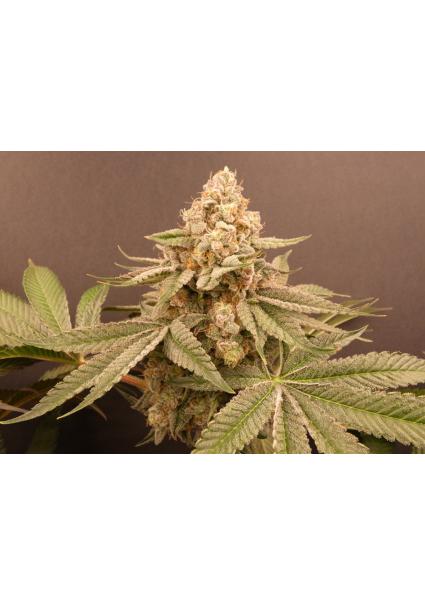 Buzz Bunny   Bask Triangle...